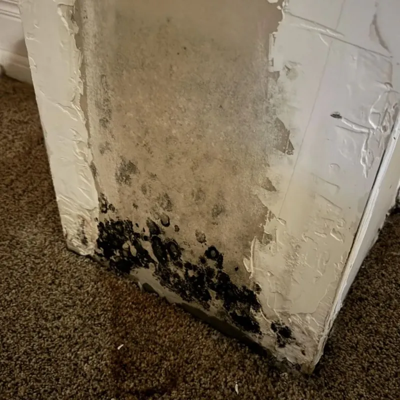 Professional Mold Removal in Davidson County, NC